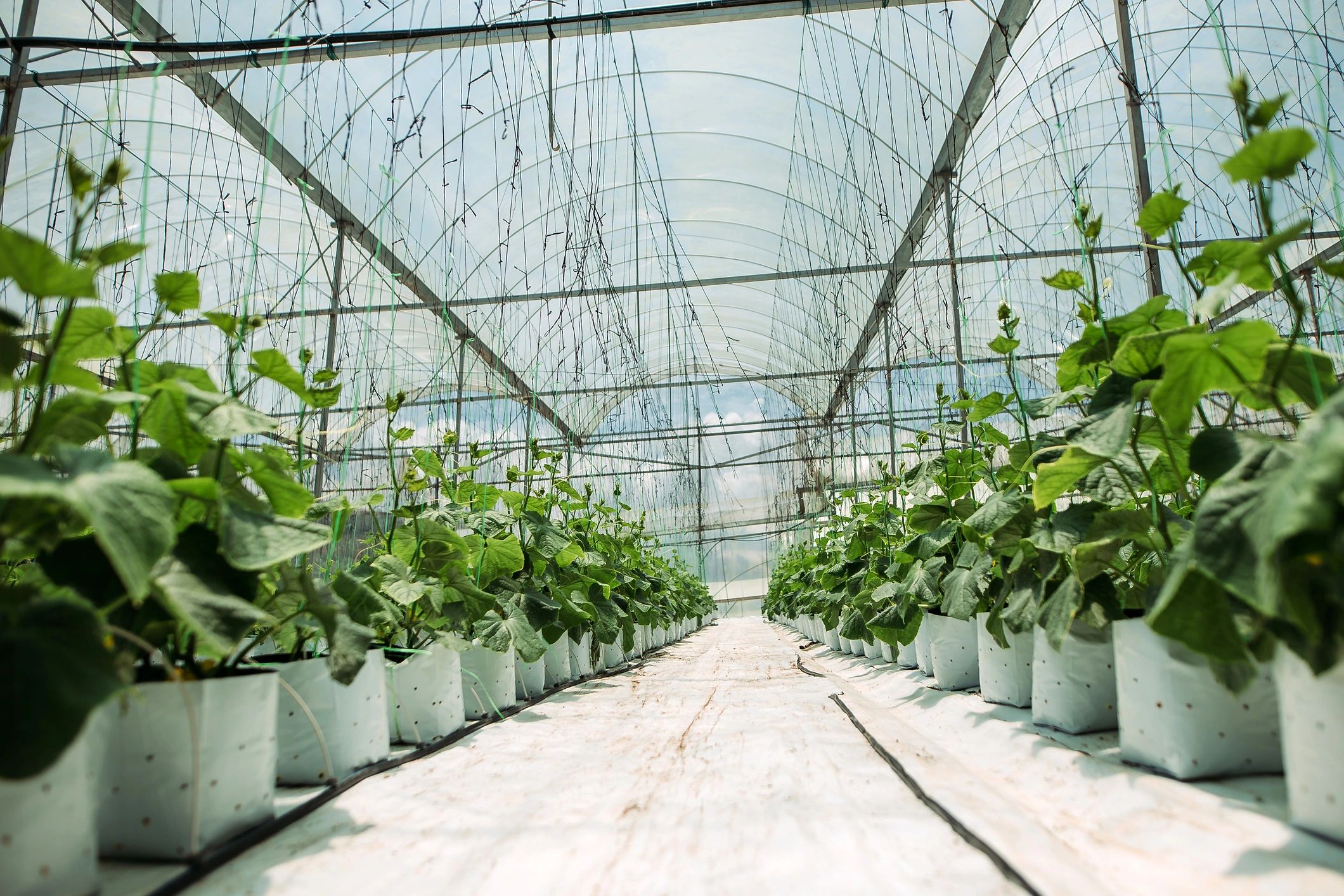 Rows of greenhouse crops representing controlled premium cultivation