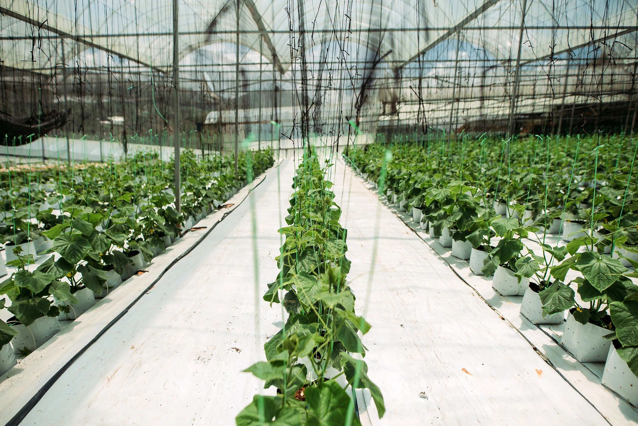 Rows of plants inside a greenhouse