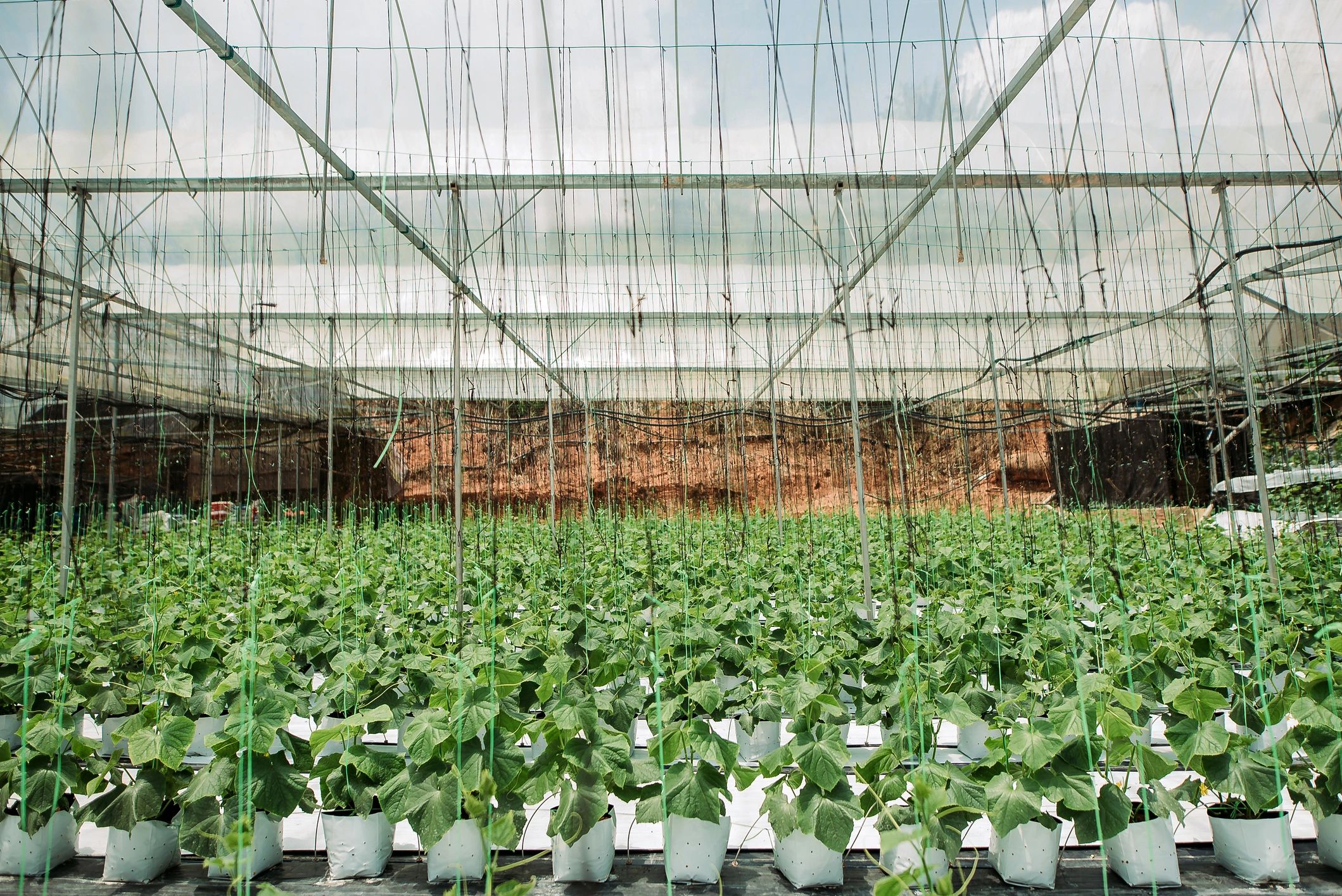 Rows of plants growing inside a greenhouse