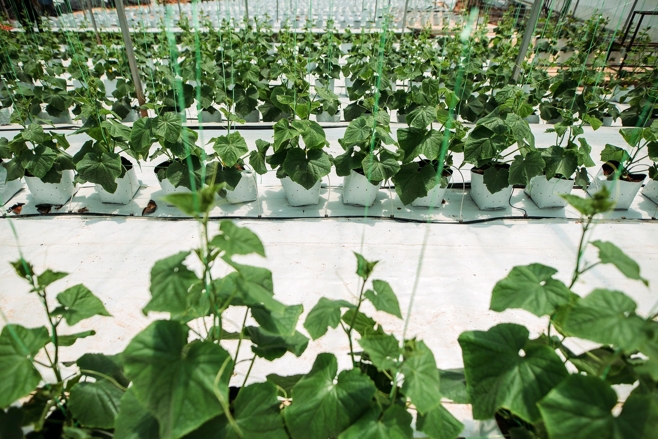 Greenhouse crop rows under natural light
