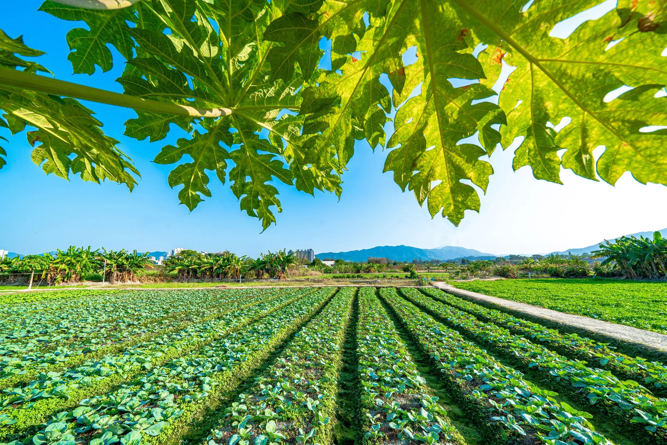 Fruit growing on a tree representing premium agricultural produce