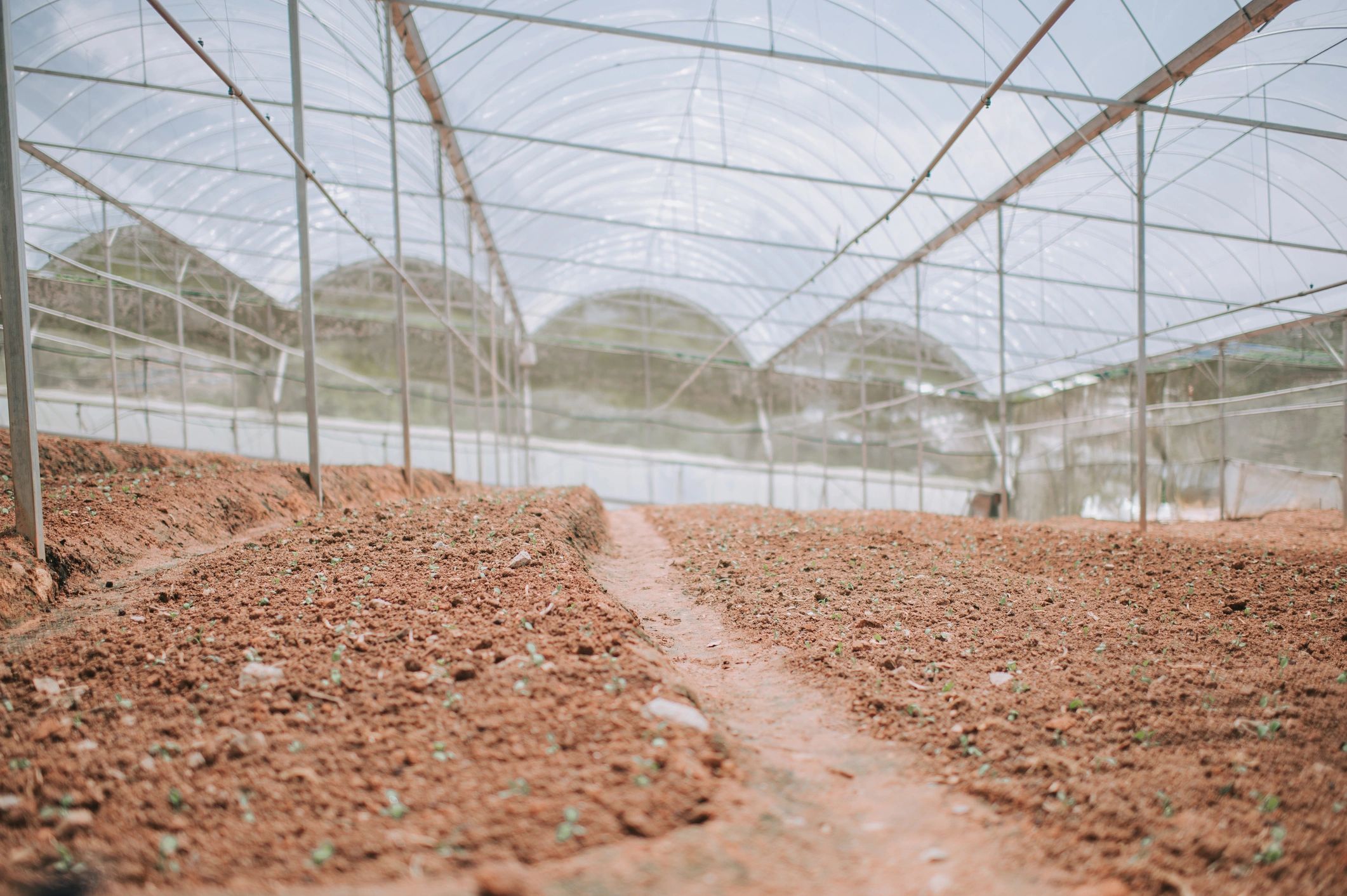 Greenhouse soil rows prepared for cultivation