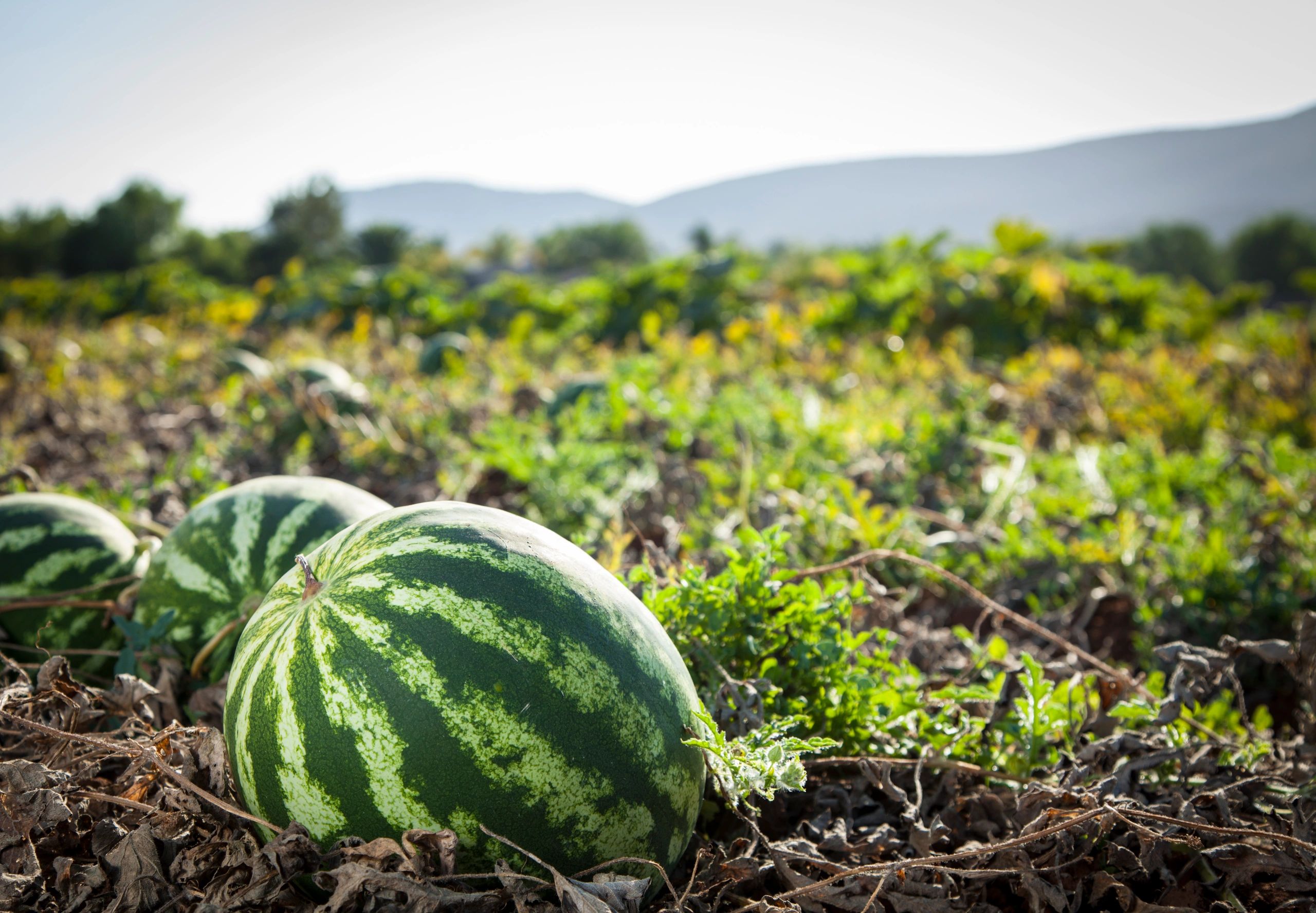 Close-up of melon growing in the field