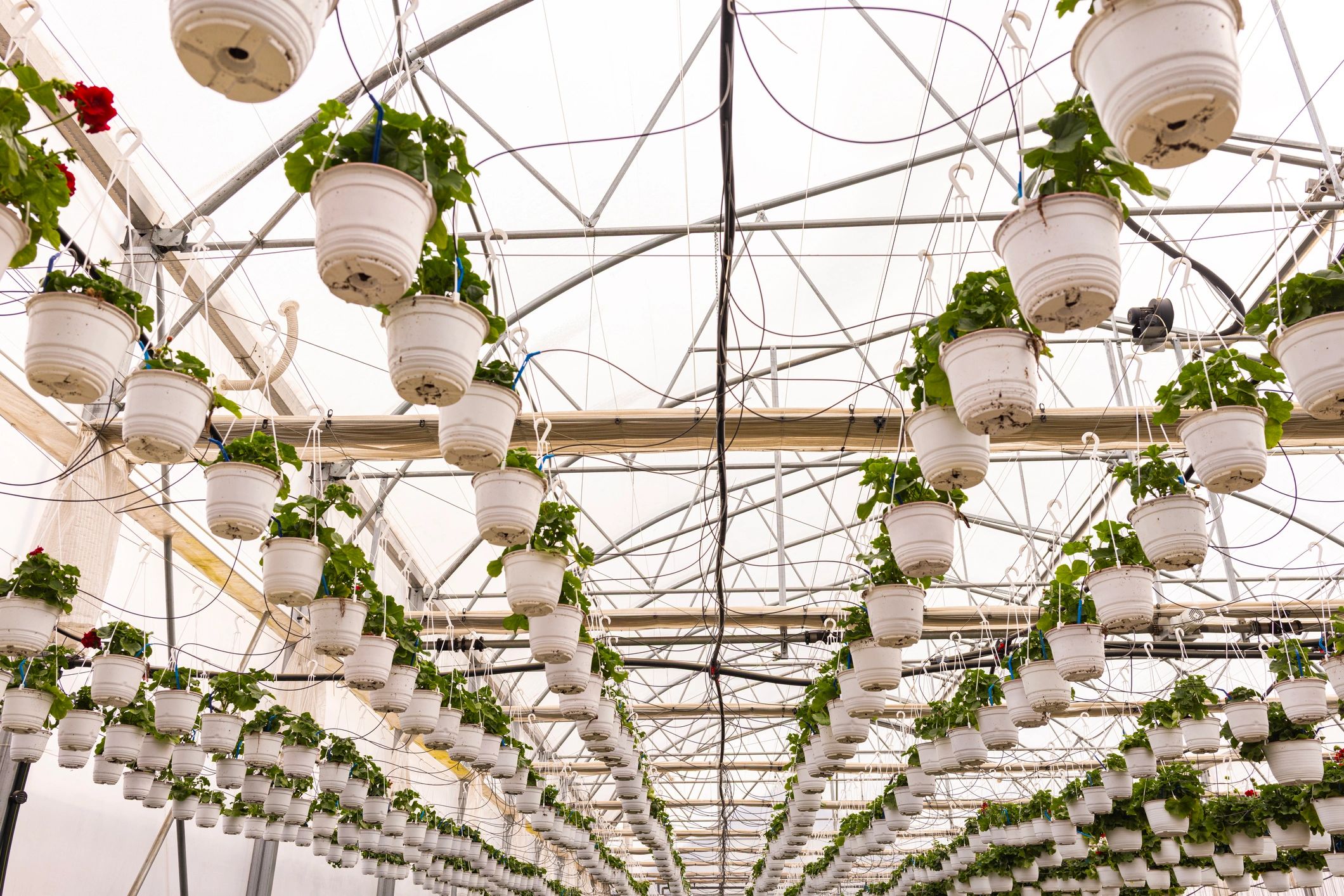 Controlled greenhouse cultivation environment